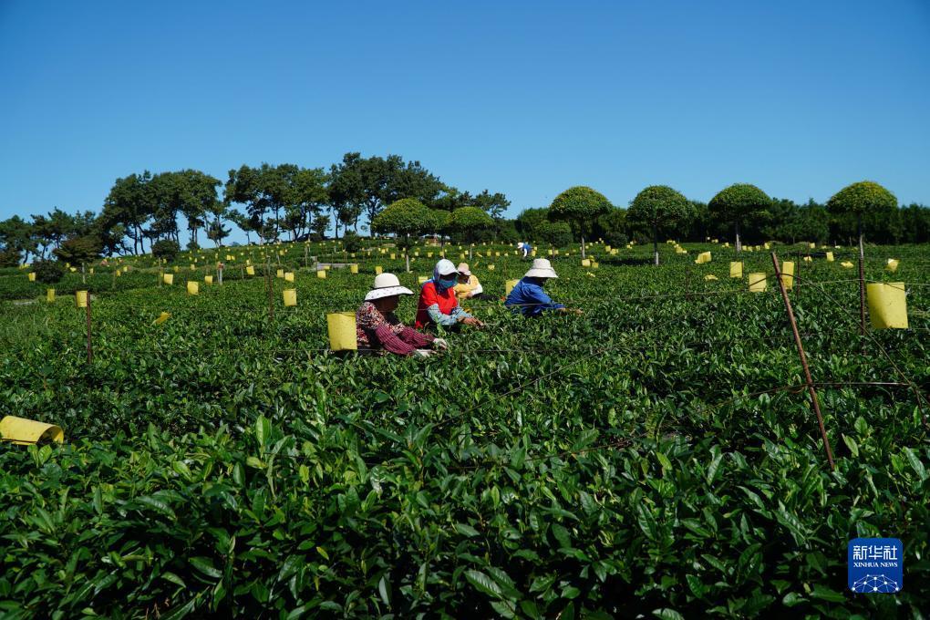 菠菜 金沙